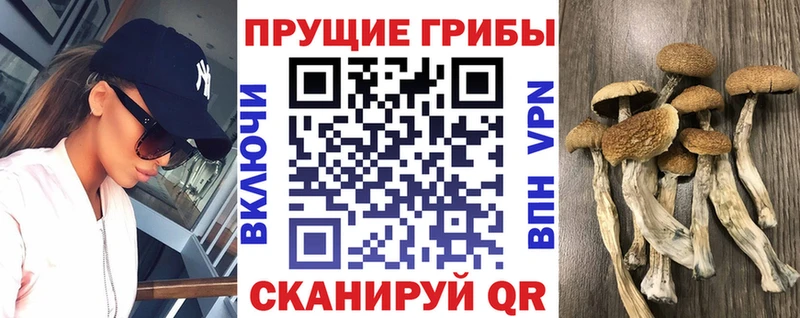 Псилоцибиновые грибы GOLDEN TEACHER  как найти закладки  Людиново 